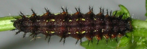 Final Larvae Top of Yellow Admiral - Vanessa itea